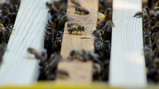 Colmena con abejas . — Vídeos de Stock