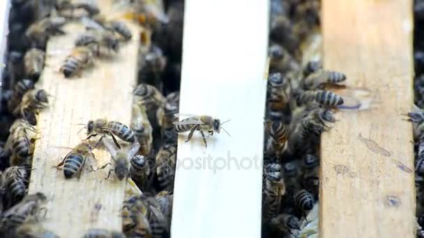 Colmena con abejas . — Vídeo de stock