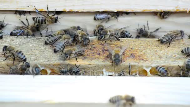 Colmena con abejas . — Vídeos de Stock