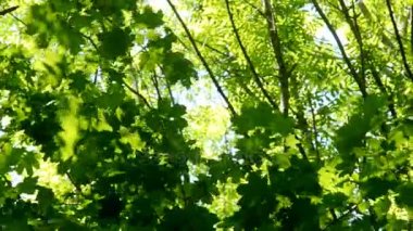 Bir yeşil bahar ormanda ağaç yaprak.