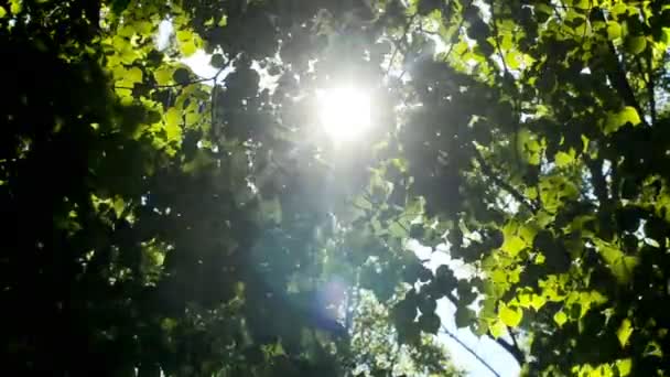 Feuilles de printemps et soleil . — Video