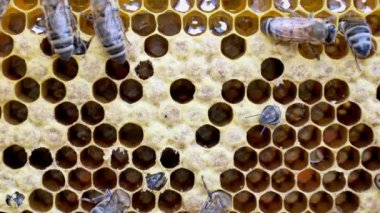 Yeni bir arı doğuşu