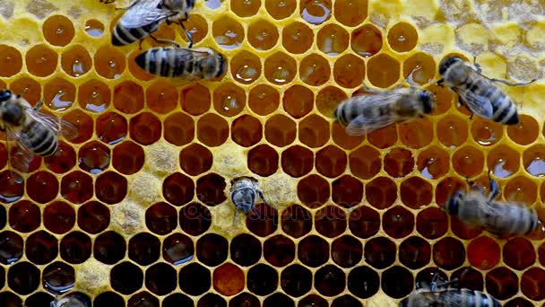 Nascimento de uma nova abelha — Vídeo de Stock