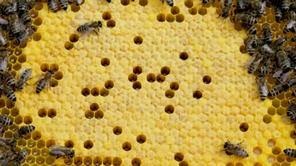 Abejas de miel en una colmena . — Vídeos de Stock