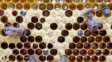 Yeni bir arı doğuşu.