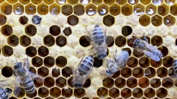 Nacimiento de una nueva abeja . — Vídeo de stock