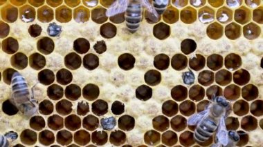 Yeni bir arı doğuşu.