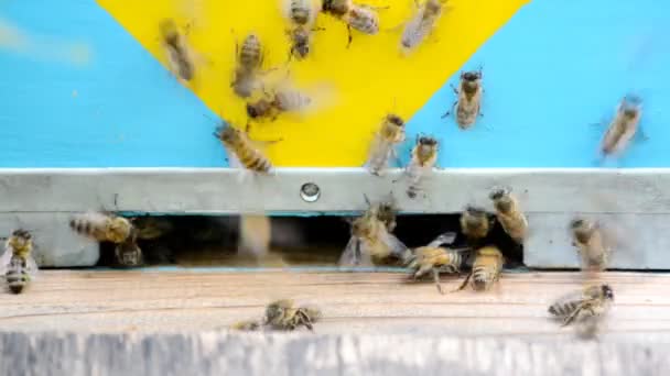 Včely medonosné, v letu. — Stock video