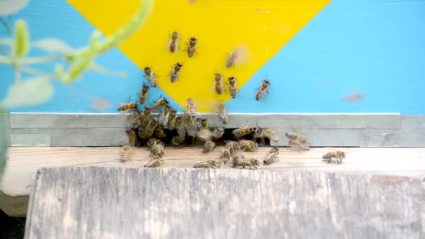 Honigbienen im Flug. — Stockvideo