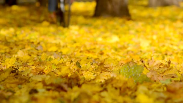 Paseo en bicicleta sobre hojas de otoño . — Vídeos de Stock