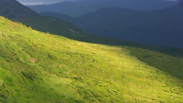 Sheeps walk on alpine hills. — Stock Video