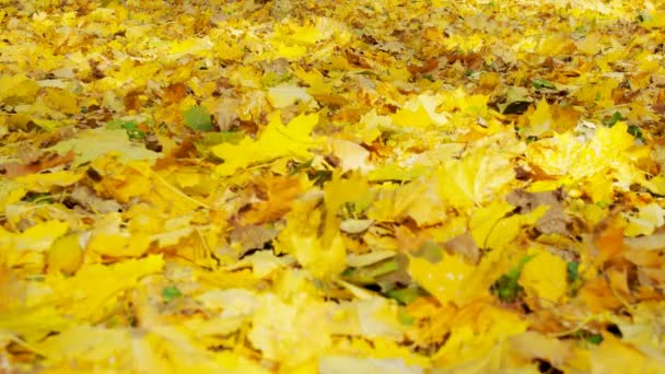 中央公園で秋の上を歩く男の葉します — ストック動画