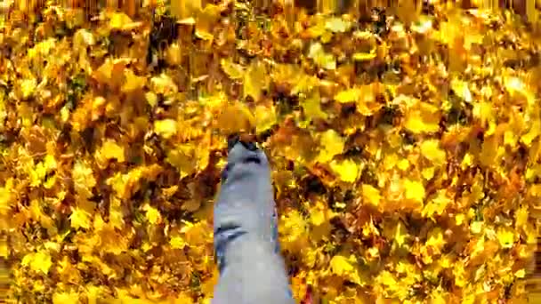 Point View Camera Filming Man Walking Autumn Leaves Central Park — Stock Video