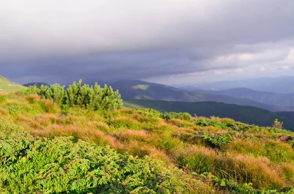 Bitkilerde Karpat Dağları ile kaplı bir tepe. — Stok fotoğraf