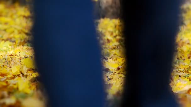 Man Lopen Een Herfst Bladeren Een Central Park — Stockvideo
