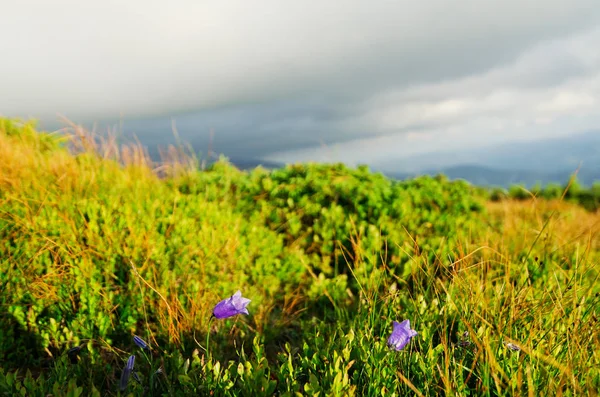 A hill covered with plants with flowers in the Carpathian Mounta — Stock Photo, Image