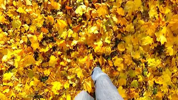 Caméra Point Vue Filmant Homme Marche Sur Une Feuille Automne — Video