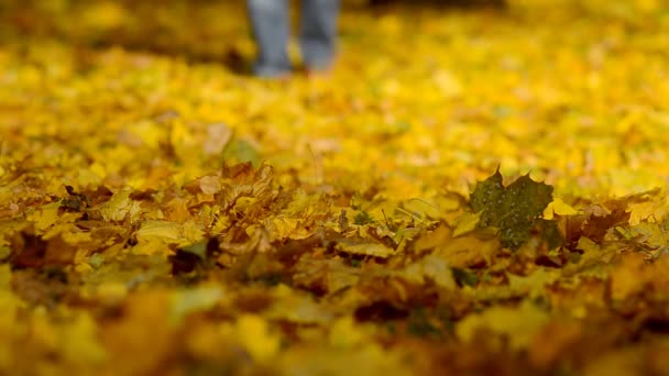 Человек Ходит Опавшим Листьям Центральном Парке — стоковое видео