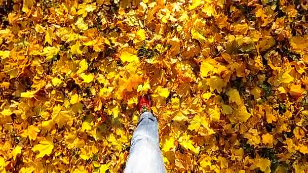 相机拍摄的观点 一个人走在一个中央公园的秋叶 慢动作 — 图库视频影像