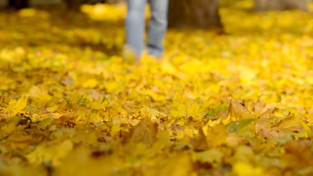 Man Walking Fallen Leaves Central Park — Stock Video