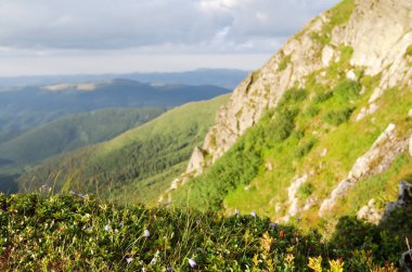 Kayalık bir çıkıntı bitkilerle kaplı.