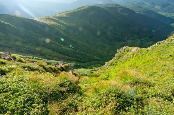 Groene vallei in de Karpaten. — Stockfoto