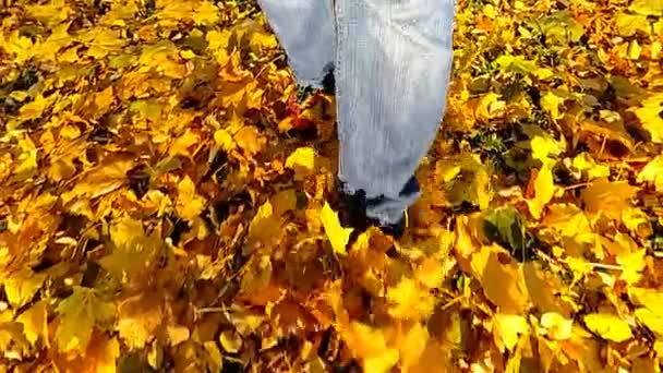 Point View Camera Filming Man Walking Autumn Leaves Central Park — Stock Video