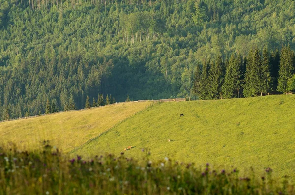 Mountain pasture with grazing cows. — Stock Photo, Image