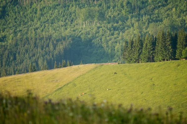 Mountain pasture with grazing cows. — Stock Photo, Image