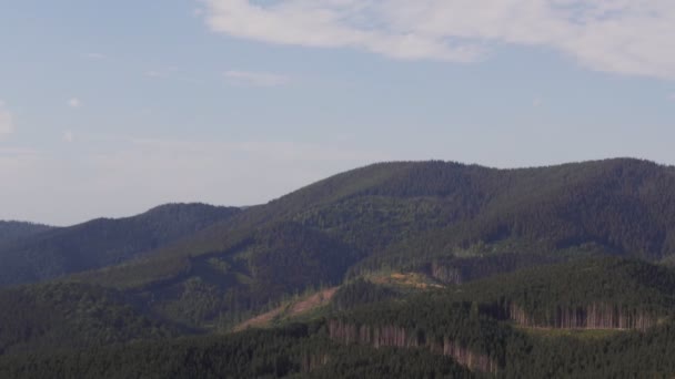 Erdőirtás Fát Vágnak Láncfűrészek Erdőben Természeti Katasztrófa — Stock videók