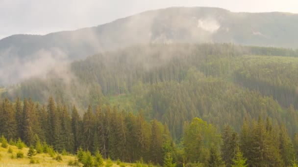 Deforestación Los Árboles Cortan Con Motosierras Bosque Desastre Natural — Vídeo de stock