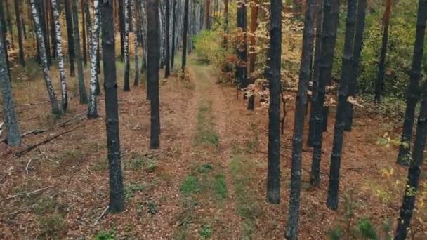 秋の森のドローンからの映像 秋の紅葉には野生の落葉混合林が描かれています — ストック動画