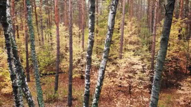秋の森のドローンからの映像 秋の紅葉には野生の落葉混合林が描かれています — ストック動画