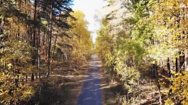 Nagranie Drona Jesiennym Lesie Dziki Las Liściasty Mieszany Jest Malowany — Wideo stockowe