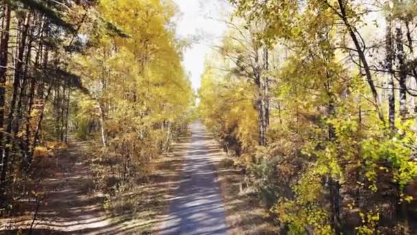 Videografie Van Een Drone Het Herfstbos Wild Loofbos Gemengd Bos — Stockvideo