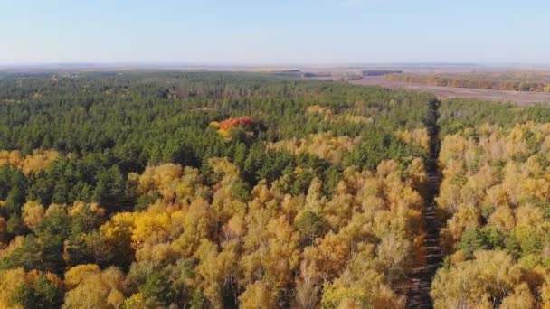 Videografía Dron Bosque Otoño Bosque Salvaje Caducifolio Mixto Pintado Colores — Vídeos de Stock