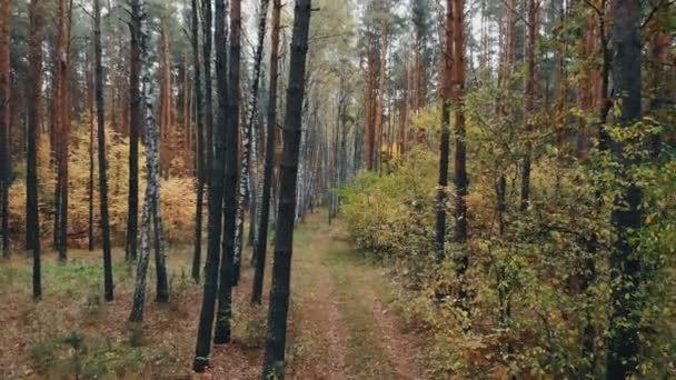 Videografía Dron Bosque Otoño Bosque Salvaje Caducifolio Mixto Pintado Colores — Vídeos de Stock