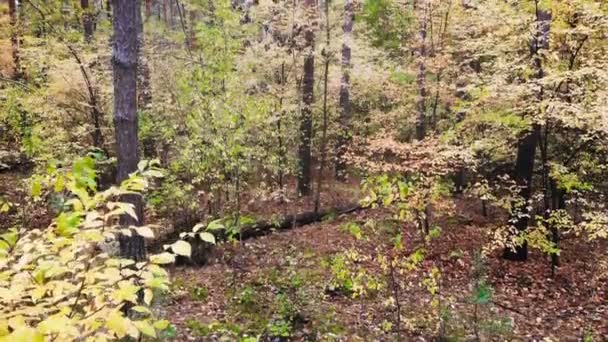 Vidéographie d'un drone dans la forêt d'automne. Forêt sauvage caduque et mixte est peinte en couleurs d'automne .