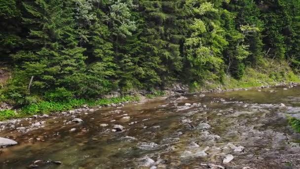 Rio Montanha Flui Entre Margens Rochosas Floresta — Vídeo de Stock