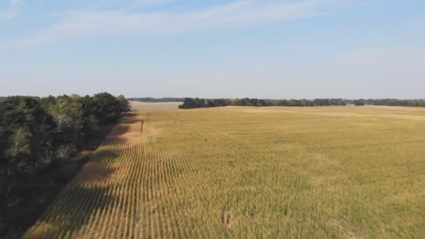 Vuelo Despegue Por Encima Del Campo Maíz Vista Panorámica Aérea — Vídeos de Stock