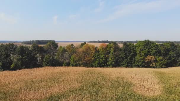 Vuelo Despegue Por Encima Del Campo Maíz Vista Panorámica Aérea — Vídeos de Stock