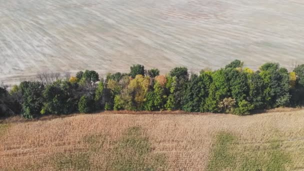 トウモロコシ畑の上の飛行及び離陸 空中パノラマビュー — ストック動画