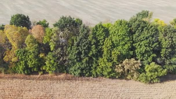 Vuelo Despegue Por Encima Del Campo Maíz Vista Panorámica Aérea — Vídeo de stock