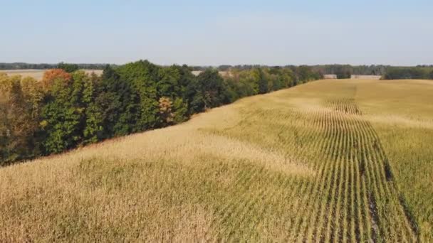 Vuelo Despegue Por Encima Del Campo Maíz Vista Panorámica Aérea — Vídeos de Stock