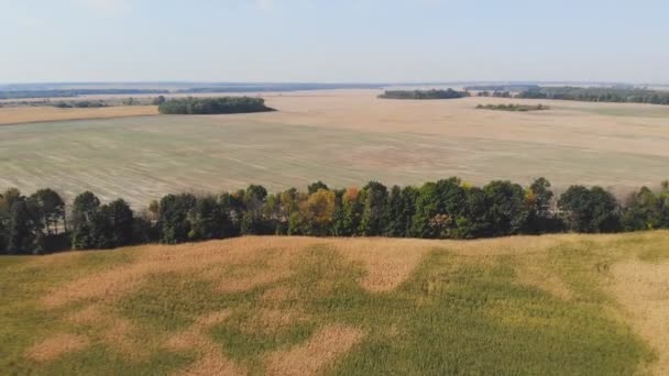 Flug Und Start Über Maisfeld Luftaufnahme — Stockvideo