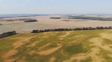 Mısır tarlası üzerinde uçuş ve kalkış, havadan panoramik görüş.