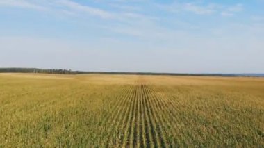 Mısır tarlası üzerinde uçuş ve kalkış, havadan panoramik görüş.