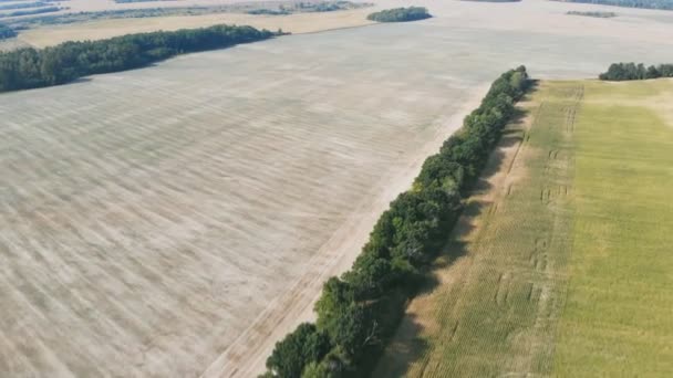 Penerbangan Dan Lepas Landas Atas Ladang Jagung Pemandangan Panorama Udara — Stok Video
