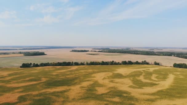 Vuelo Despegue Por Encima Del Campo Maíz Vista Panorámica Aérea — Vídeo de stock