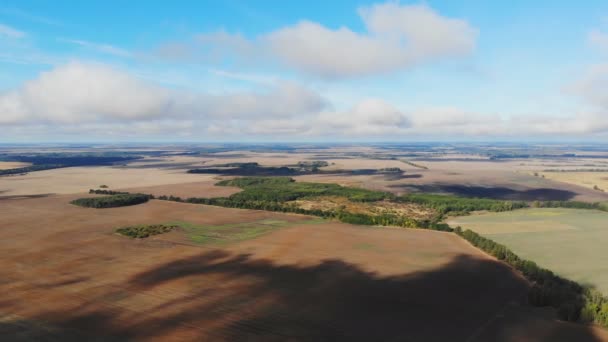 Voo Decolagem Acima Campo Milho Vista Panorâmica Aérea — Vídeo de Stock